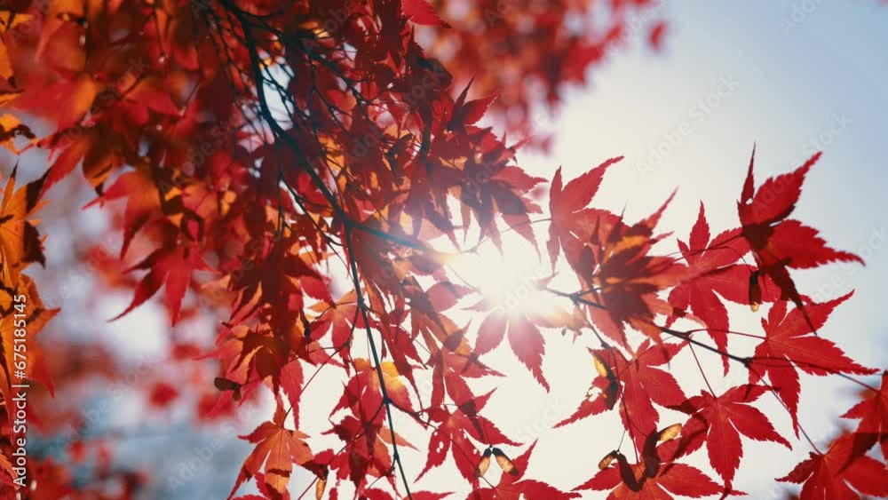 beautiful autumn forest with trees and leaves beautiful autumn forest with trees and leaves