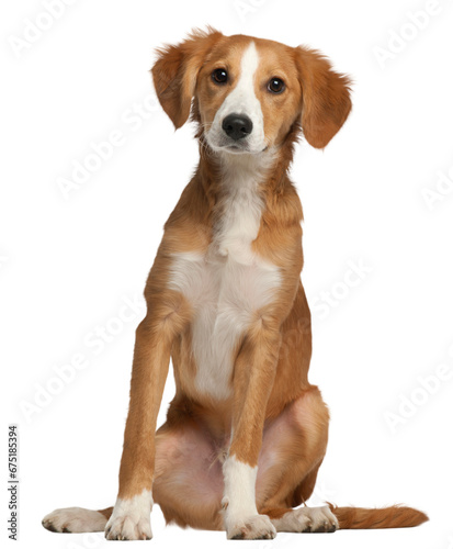 Mixed-breed puppy, 4 months old, sitting in front of white background photo