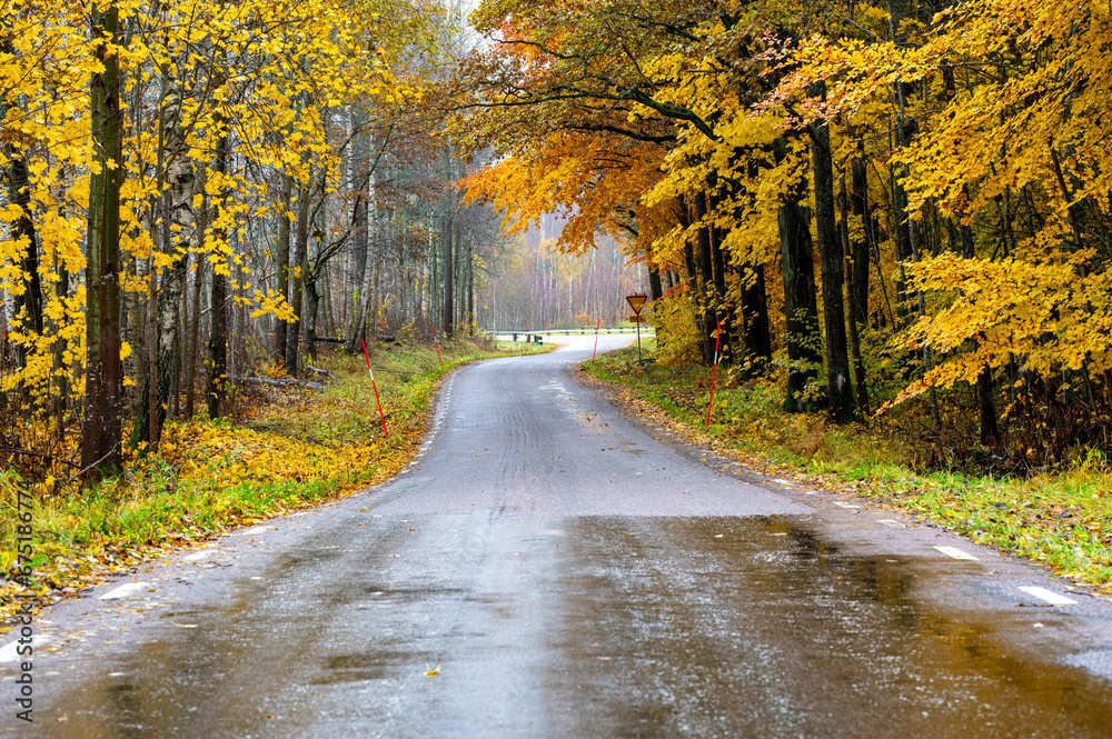 Obraz premium Autumn colored trees beside wet road in November