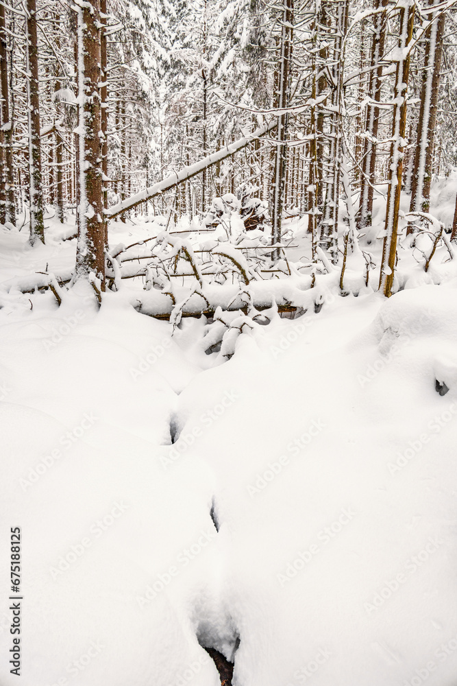 Fototapeta premium Spruce forest with deep snow in winter