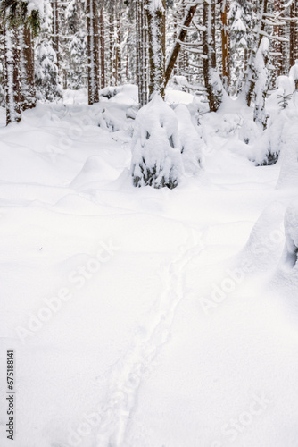 Animal tracks in the snow at a forest