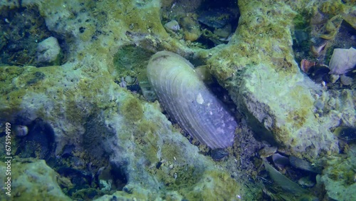 Shell of the bivalve mollusk White Piddock (Barnea candida), which drills tunnels in the thickness of the clay, close-up. photo