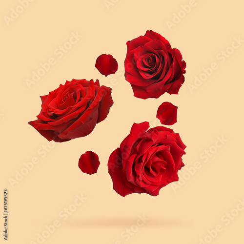 Beautiful red roses and petals falling on pastel color background