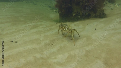 Green crab or Shore crab (Carcinus maenas) runs along a sandy bottom and stops in front of a rock covered with mussels. photo