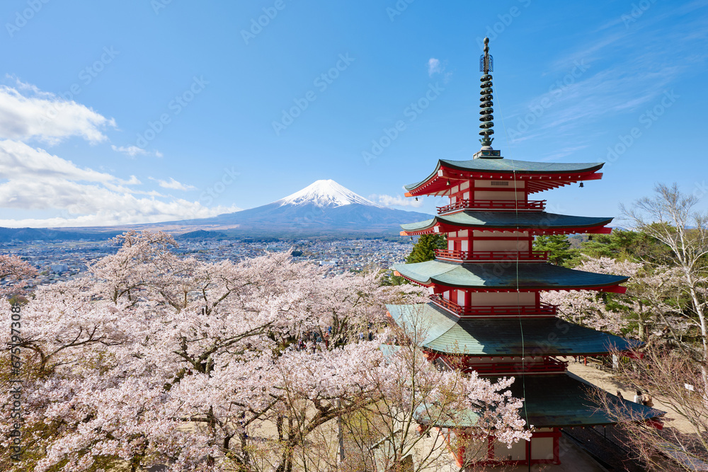 Fuji mountain view from Chureito Pagoda with cherry blossom in spring season