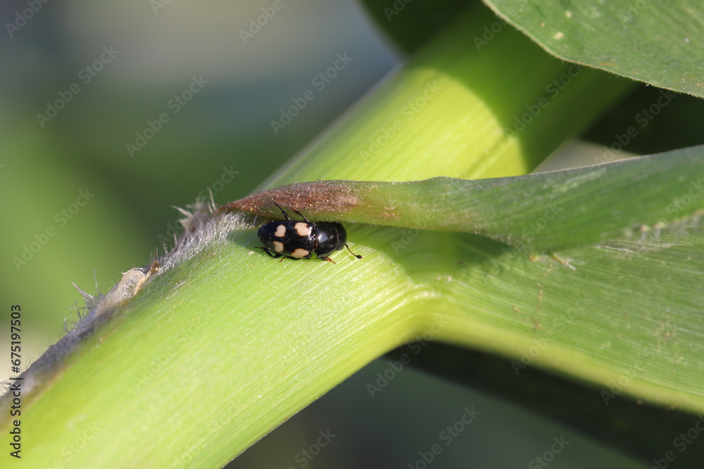 Four spotted Sap Beetle, latin name is Glischrochilus quadrisignatus (Nitidulidae) corn cob and grains damage pest. Four spotted Sap Beetle, latin name is Glischrochilus quadrisignatus (Nitidulidae) corn cob and grains damage pest.