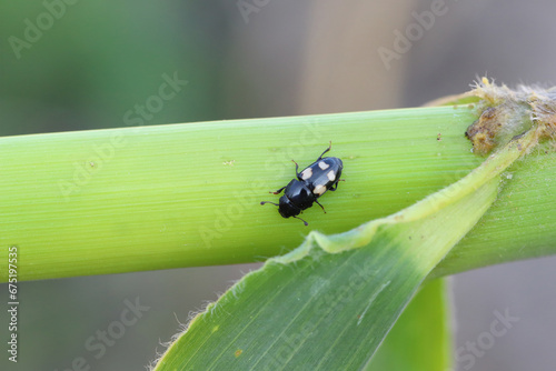 Four spotted Sap Beetle, latin name is Glischrochilus quadrisignatus (Nitidulidae) corn cob and grains damage pest.