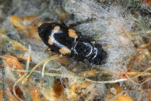 Four spotted Sap Beetle, latin name is Glischrochilus quadrisignatus (Nitidulidae) corn cob and grains damage pest. photo