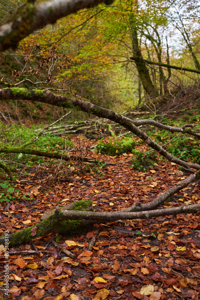 Obraz premium Fairytale forest in the autumn