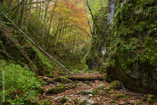 Fairytale forest in the autumn