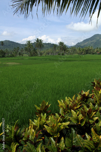 beautiful sunny day in rice fields with blue sky and mountains. photo