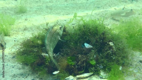 Breeding Gray wrasse (Symphodus cinereus): a young male (a light fish with a dark stripe) often turns around the nest and its official owner, hoping to take part in spawning. photo