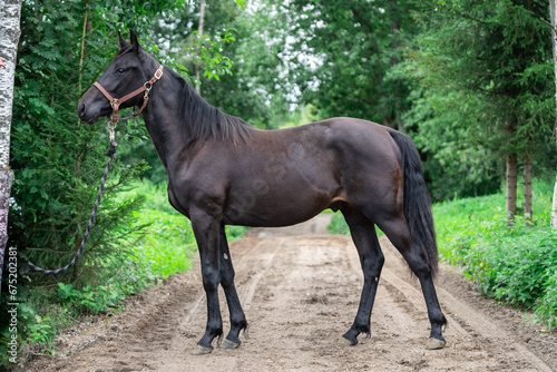 Majestic Dark Horse Amidst Lush Green Landscape