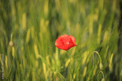 red poppy flower in green wheat field