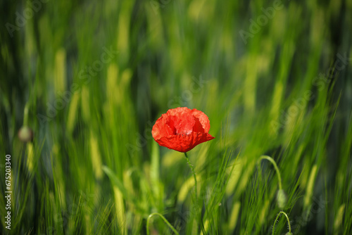 red poppy flower in green wheat field