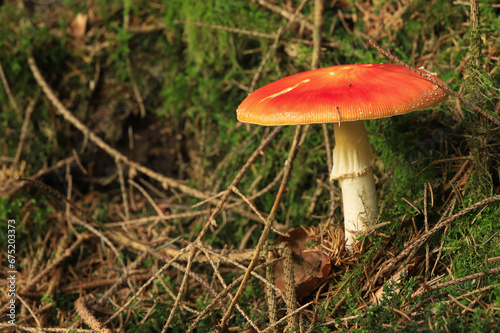 fly agaric on forest ground