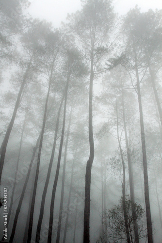 Low angle view pine trees against fog.