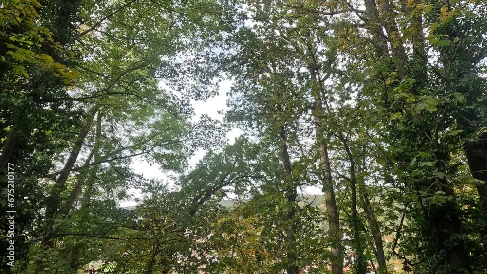 Autumn in the park with fallen leaves and trees