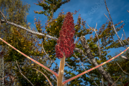 Il tipico frutto rosso del sommacco con dietro i rami di un albero e il cielo azzurro photo