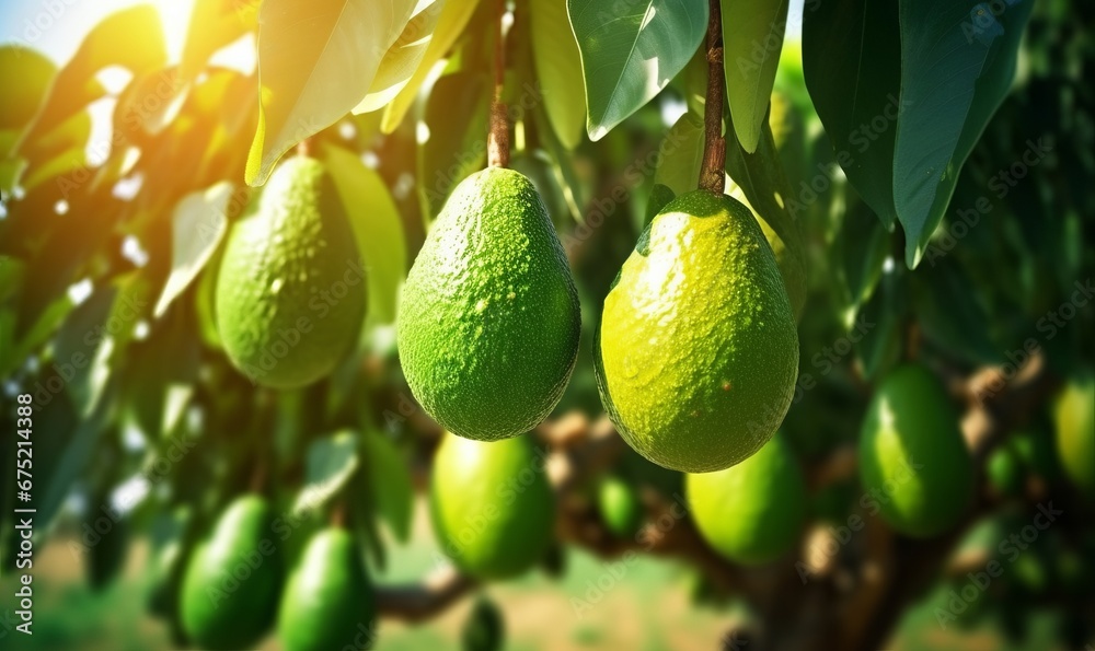 Avocado in orchard plantation close-up, Generative AI