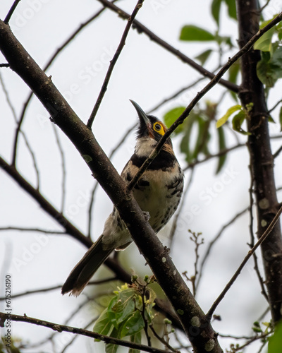 Ornate melidectes or ornate honeyeater observed in West Papua, Indonesia photo