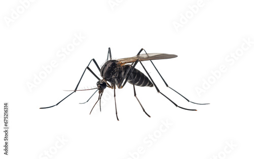 Black Mosquito on Transparent Background
