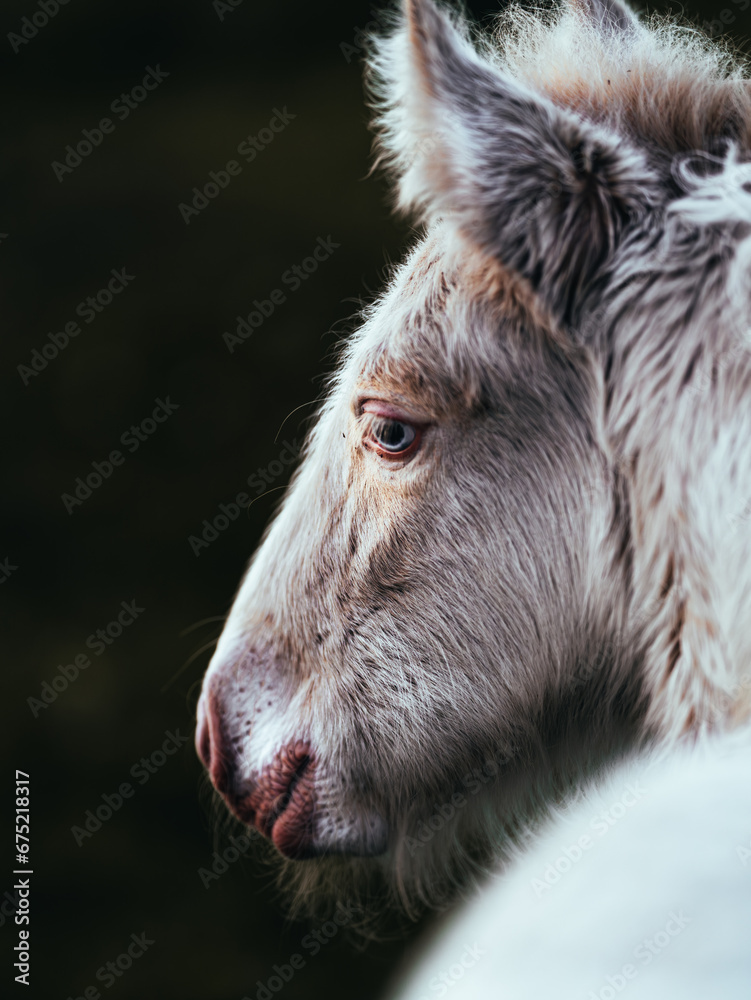Young gypsy cob horse head profile closeup seen from her left side. Few days old white filly portrait with emphasis on her blue eye. Dreamy photo of baby horse with shallow depth of field. Young gypsy cob horse head profile closeup seen from her left side. Few days old white filly portrait with emphasis on her blue eye. Dreamy photo of baby horse with shallow depth of field.