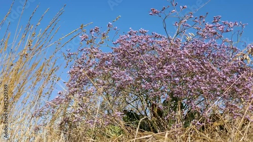 Autumn flowering of steppe plants. Still blooming Sea lavender (Limonium platyphyllum) against background of fruit-bearing cereals and blue sky. Inhabited steppe of spit of Arabatskaya strelka, Crimea photo