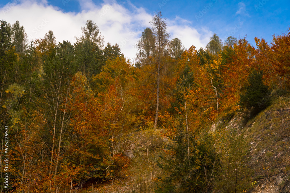 Il foliage autunnale nei boschi della Val di Zoldo Il foliage autunnale nei boschi della Val di Zoldo