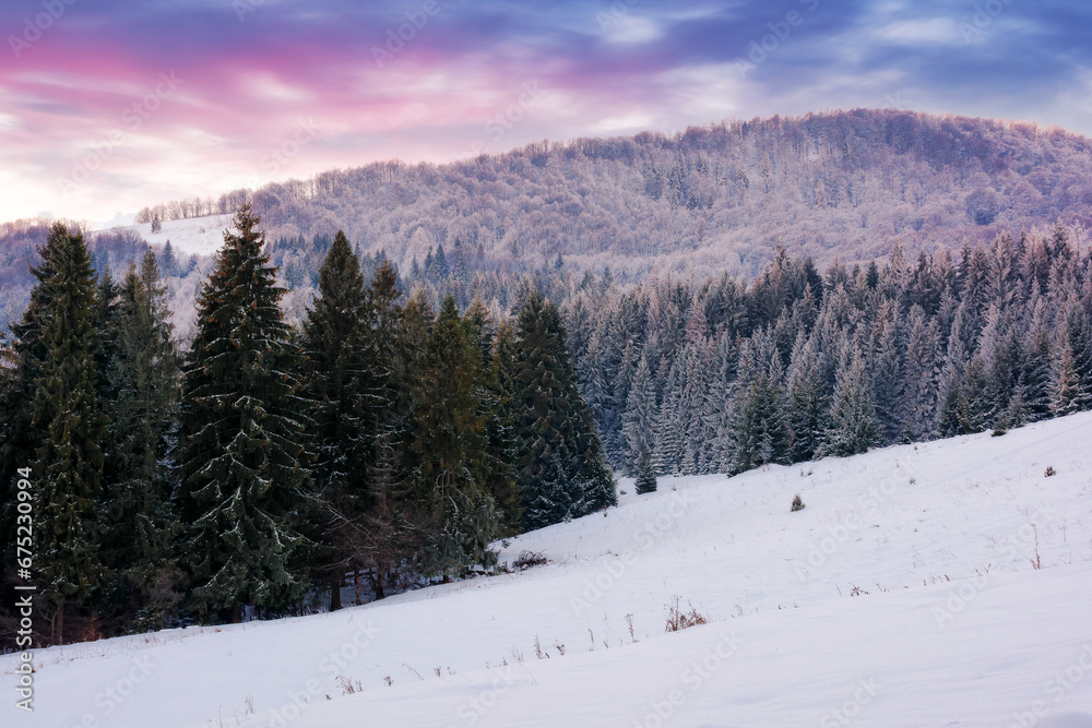 winter scenery with forest in hoarfrost. landscape with trees on snow covered hills at dusk