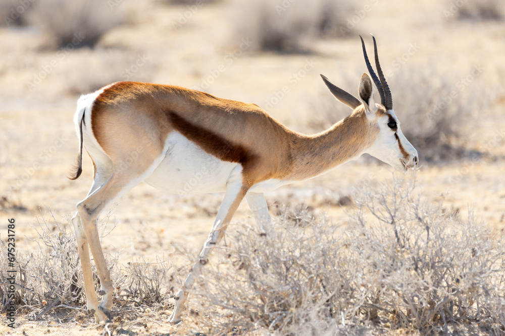 Side view of young springbok walking in arid field, Etosha National Park, Namibia
Side view of young springbok walking in arid field, Etosha National Park, Namibia