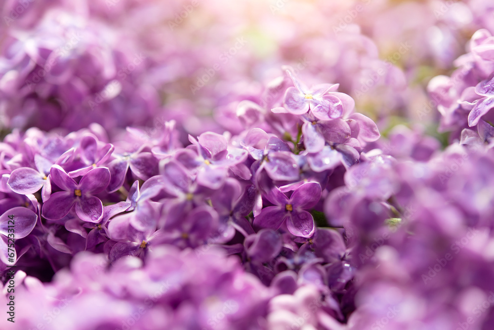 Delicate flower background with sunbeams. Nature background banner with lilac flowers with copy space. Spring greeting card Delicate flower background with sunbeams. Nature background banner with lilac flowers with copy space. Spring greeting card