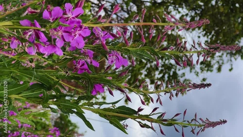 Pink blooming cabbage, kiprei or ivan tea on a field among herbs on a sunny summer day. Background of nature. Recreation and tourism in Udmurtia. Untouched germination. Epilobia. Wildflowers 4K photo