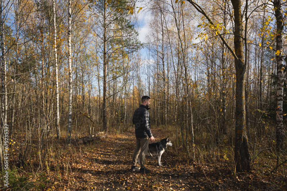A young man walks with a husky dog ​​on a leash in the autumn forest.