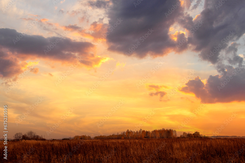 Fototapeta premium Autumn yellow forest in the distance, a dry yellow field and a beautiful sky at dawn. 