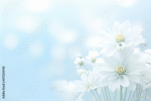 White flowers on light blue background. Space for text
