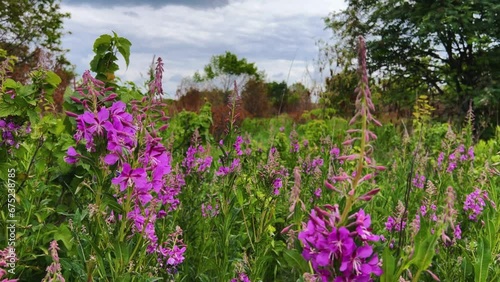 Pink blooming cabbage, kiprei or ivan tea on a field among herbs on a sunny summer day. Background of nature. Recreation and tourism in Udmurtia. Untouched germination. Epilobia. Wildflowers 4K photo