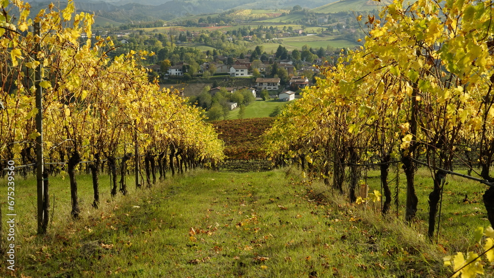 Fototapeta premium Vigneti in autunno. Colline di castelvetro terra del Lambrusco. Provincia di Modena. Emilia Romagna. Italia
