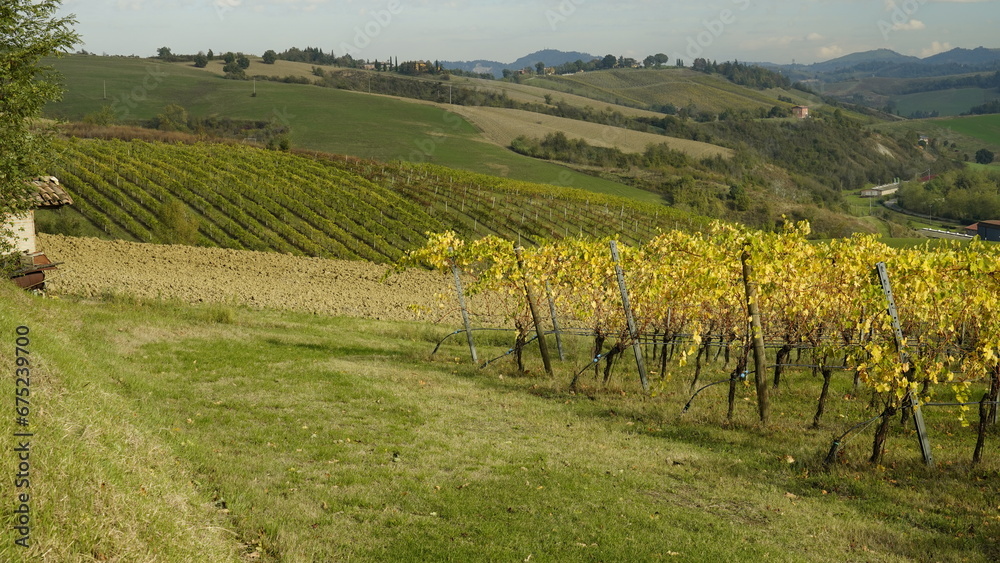 Fototapeta premium Vigneti in autunno. Colline di castelvetro terra del Lambrusco. Provincia di Modena. Emilia Romagna. Italia
