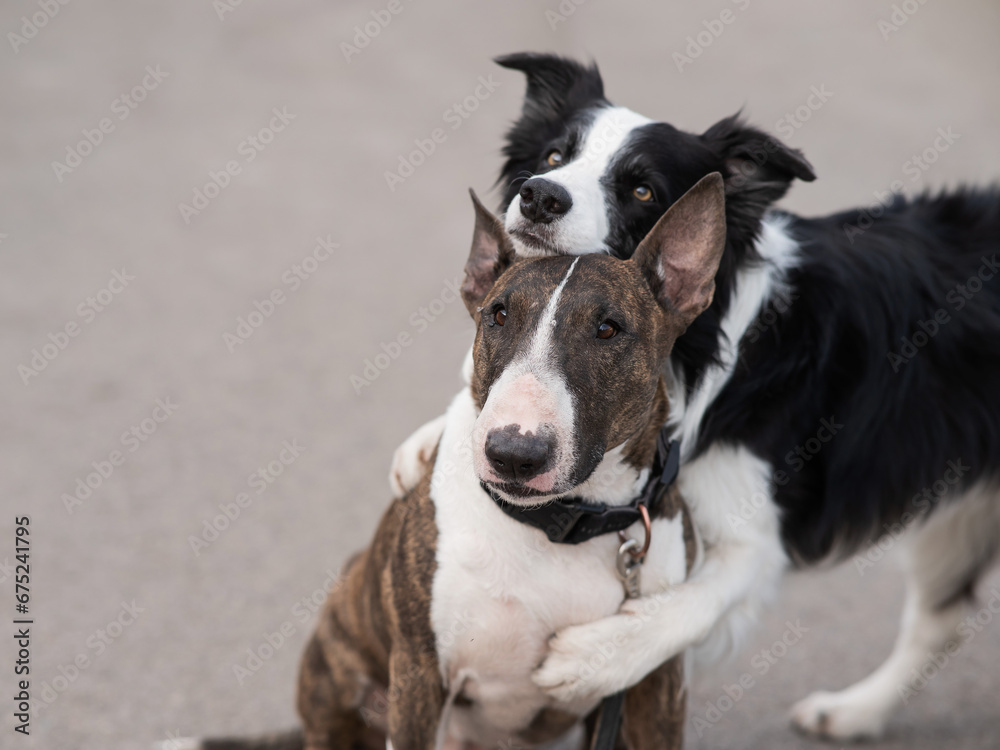 Black and white border collie hugging a brindle bull terrier on a walk. 