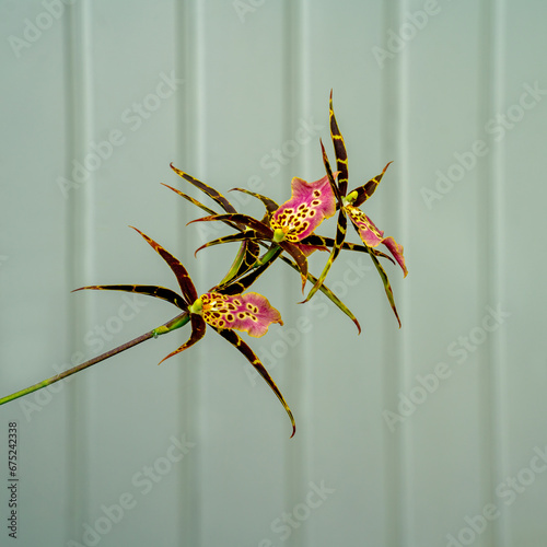 Close up of  flowering Spider orchid (Brassia) with three flowers
 photo