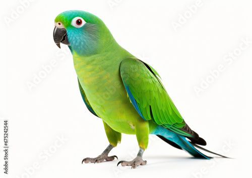 Ring-Necked Parrot © Mishi