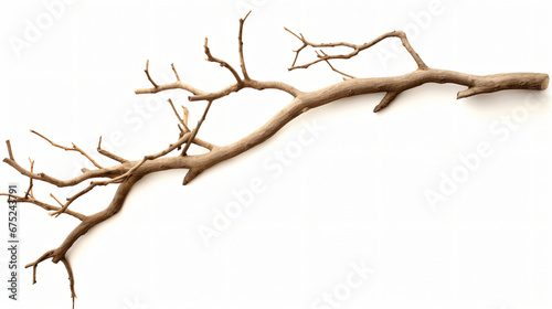 Dry tree branch isolated on white background. Broken