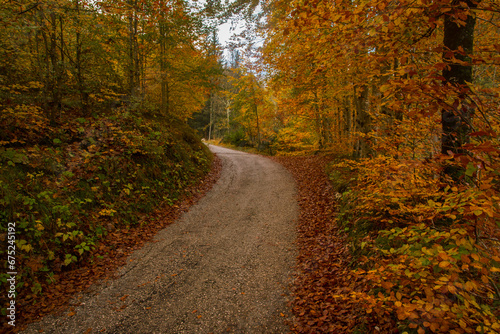Una strada sterrata si inoltra nel bosco colorato dal foliage autunnale