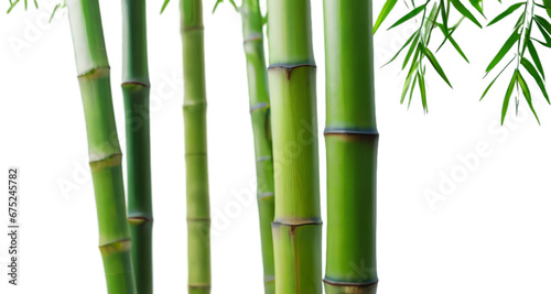 bamboo white background, isolate, png