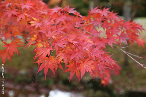紅葉
