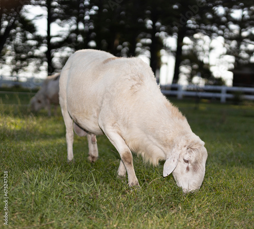 Grown sheep ram in a summer paddock