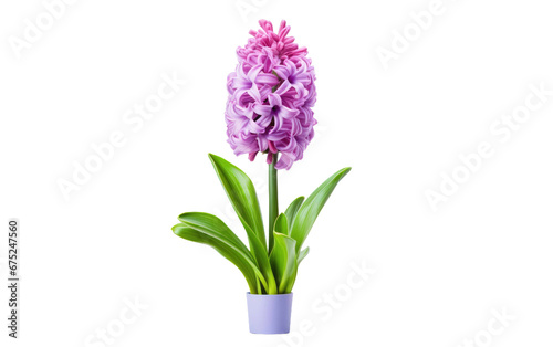 Fragrant Hyacinth Flower on Transparent Background