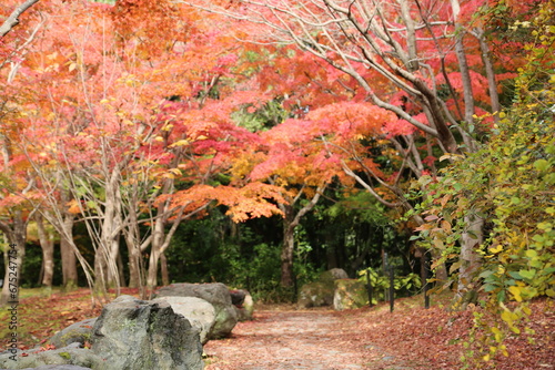 紅葉