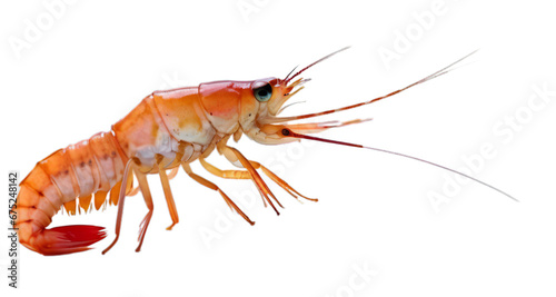 shrimp white background, isolate, png © gunzexx png and bg